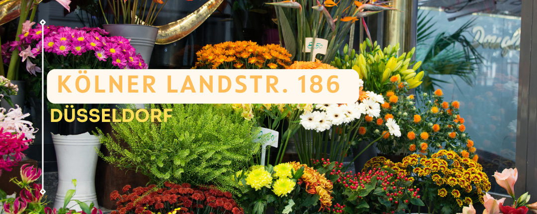 2 Shopify Banner sommer